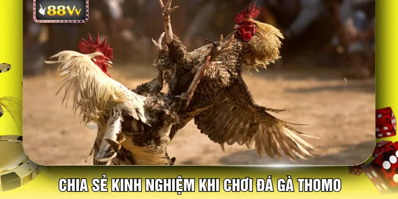Chia sẻ kinh nghiệm khi chơi đá gà thomo