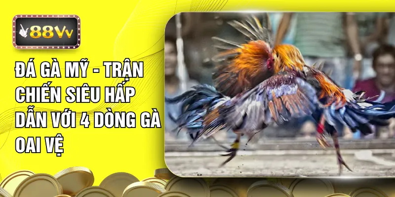 Đá Gà Mỹ - Trận Chiến Siêu Hấp Dẫn Với 4 Dòng Gà Oai Vệ