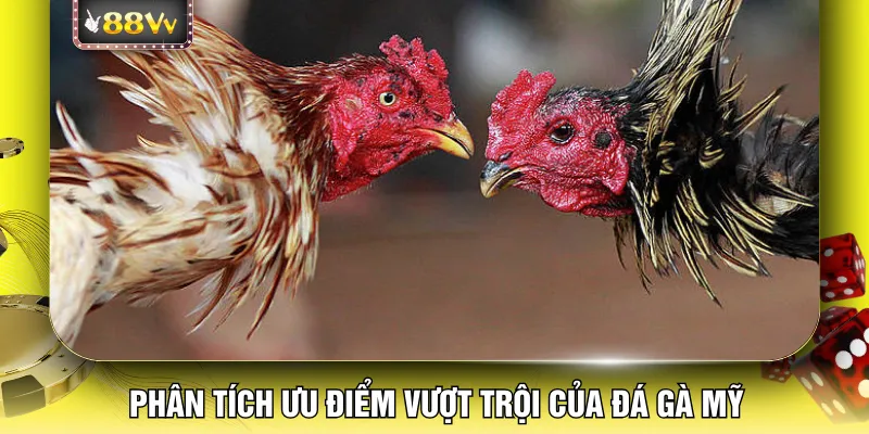 Phân tích ưu điểm vượt trội của đá gà Mỹ