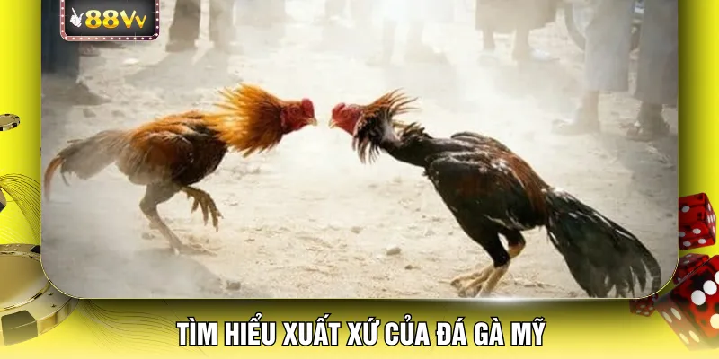 Tìm hiểu xuất xứ của đá gà Mỹ
